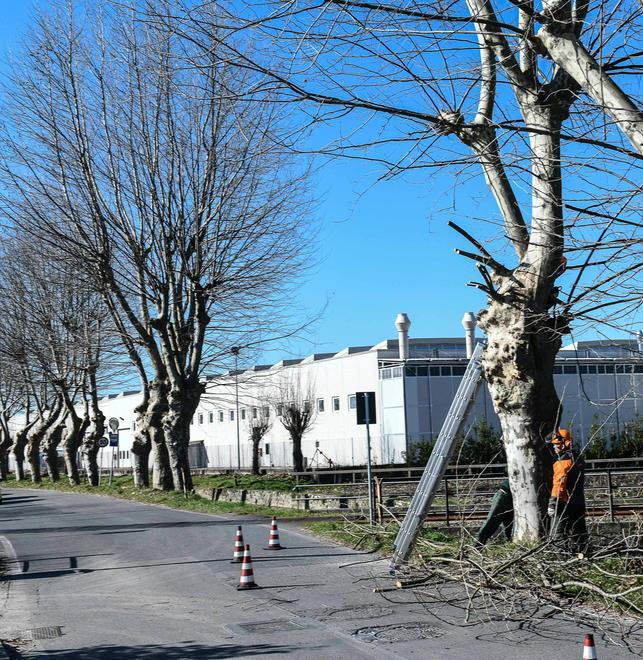 «Intervento immediato: i platani sono salvi»