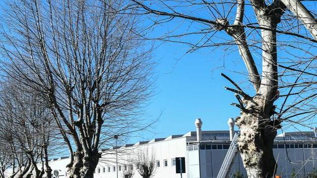 «Intervento immediato: i platani sono salvi»