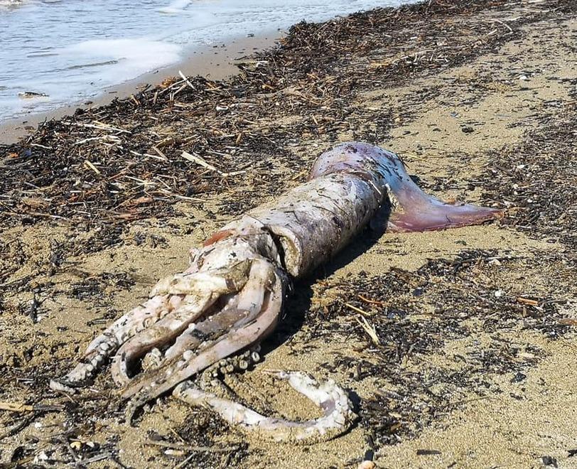 Grosso calamaro spiaggiato al mare