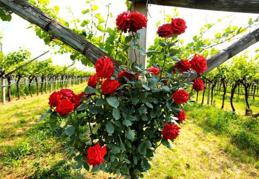 La rosa sentinella e il diritto di sapere