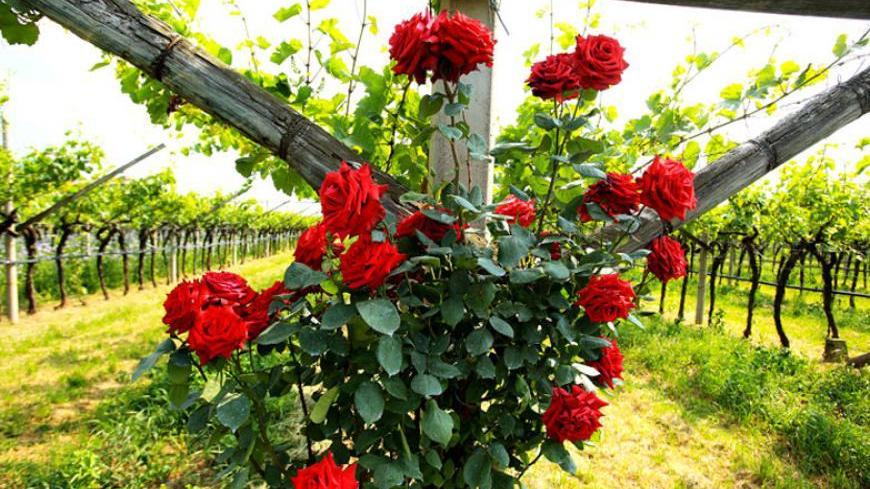 La rosa sentinella e il diritto di sapere