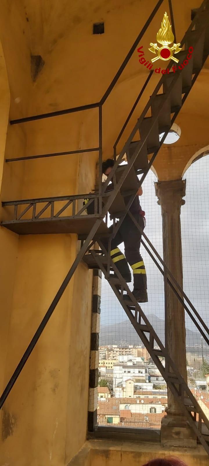 Il salvataggio del pappagallo dentro il campanile del Duomo di Prato