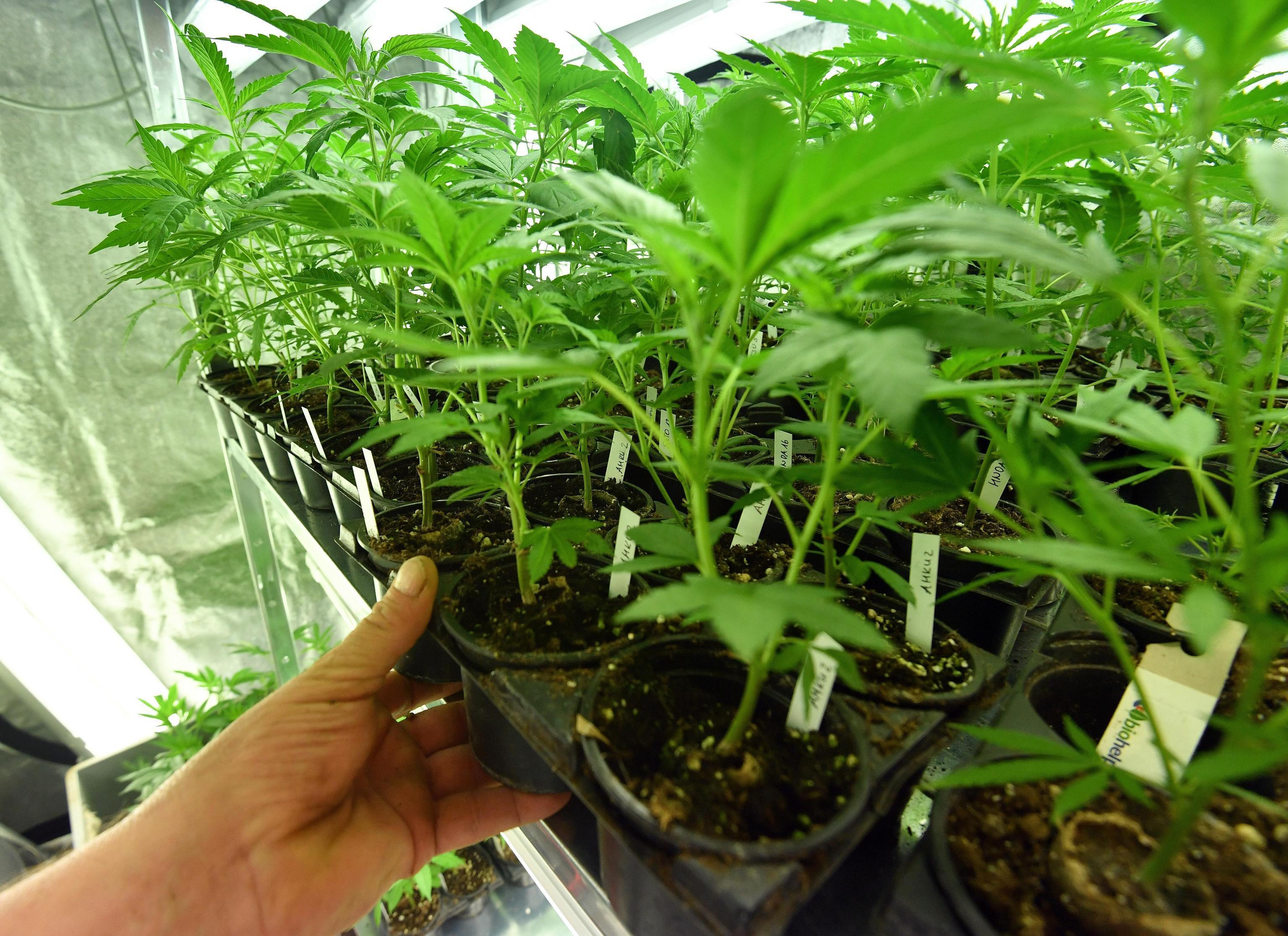 Alcune piantine di cannabis