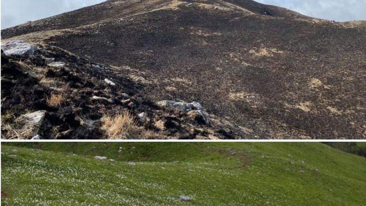 Le giunchiglie torneranno a fiorire malgrado l’incendio sul monte Croce