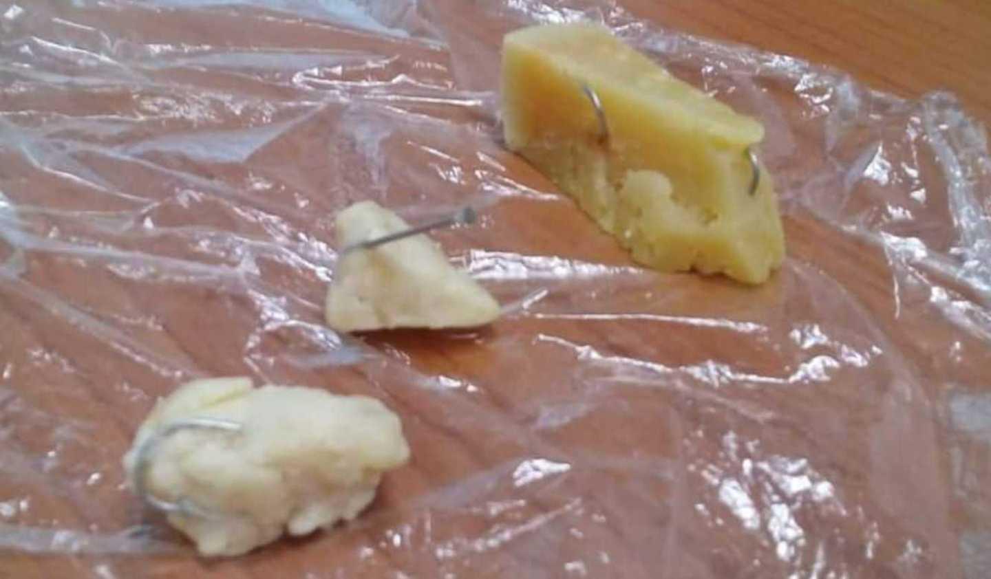 Allarme esche a Macomer cani feriti in pieno centro 