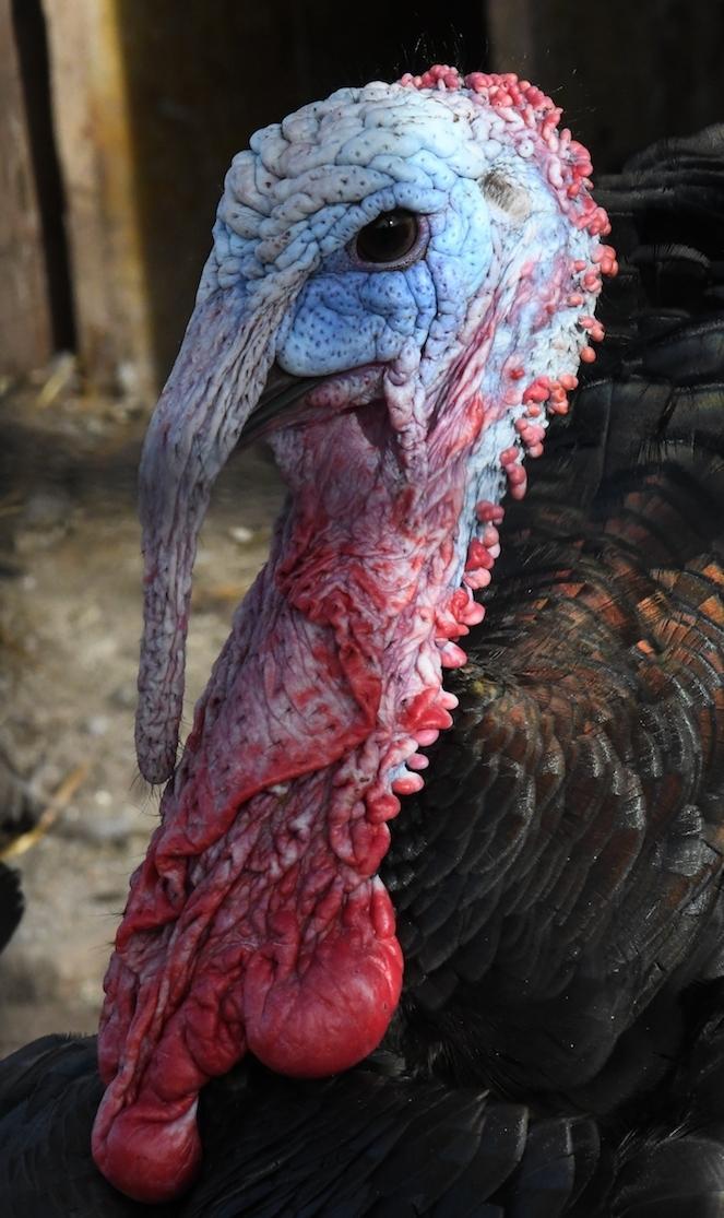 «Adottate il rifugio degli animali» 