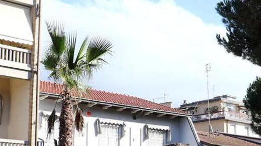 Pronte 33 palme per il marciapiede sul viale Colombo