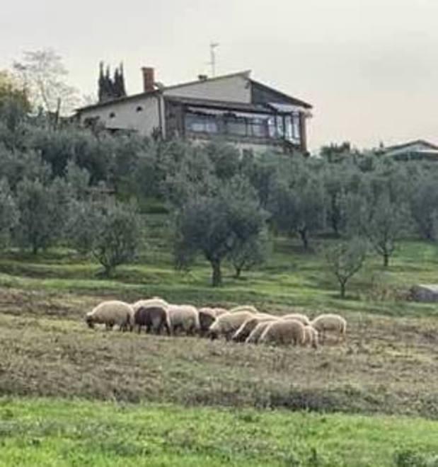Assalto al gregge, uccise quattro pecore in zona San Carlo 