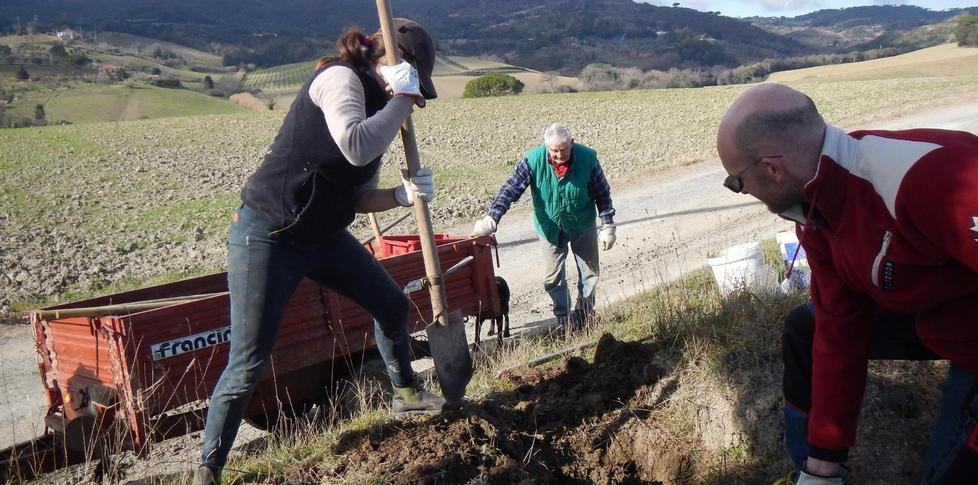 Volontari al lavoro per difendere i giovani cipressi 