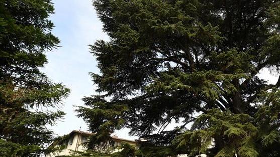 Anche l’Orto botanico può fruire dell’Art Bonus