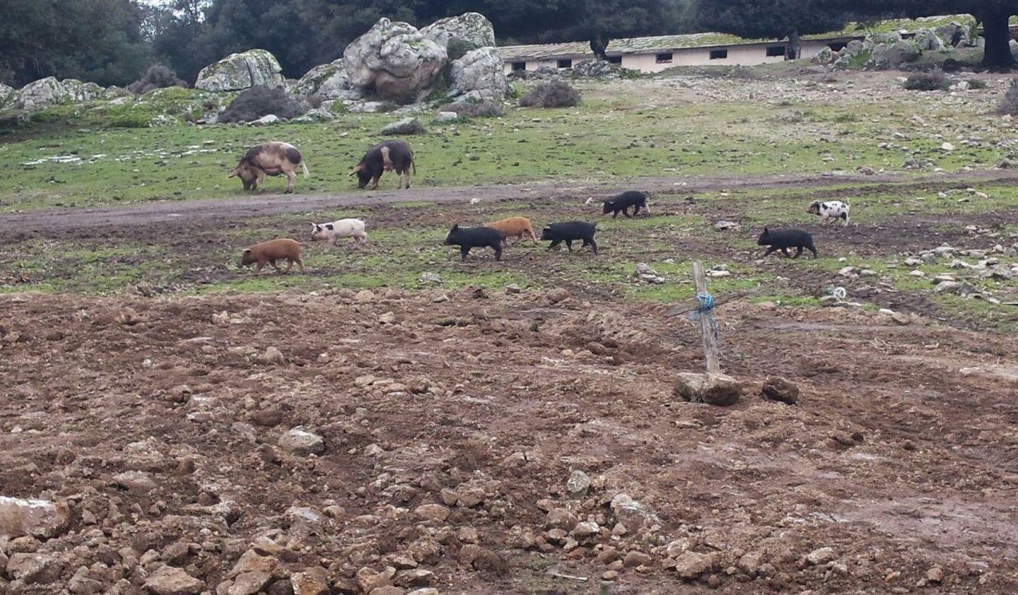 Allevamento di maiali sotto sequestro a Bottidda 