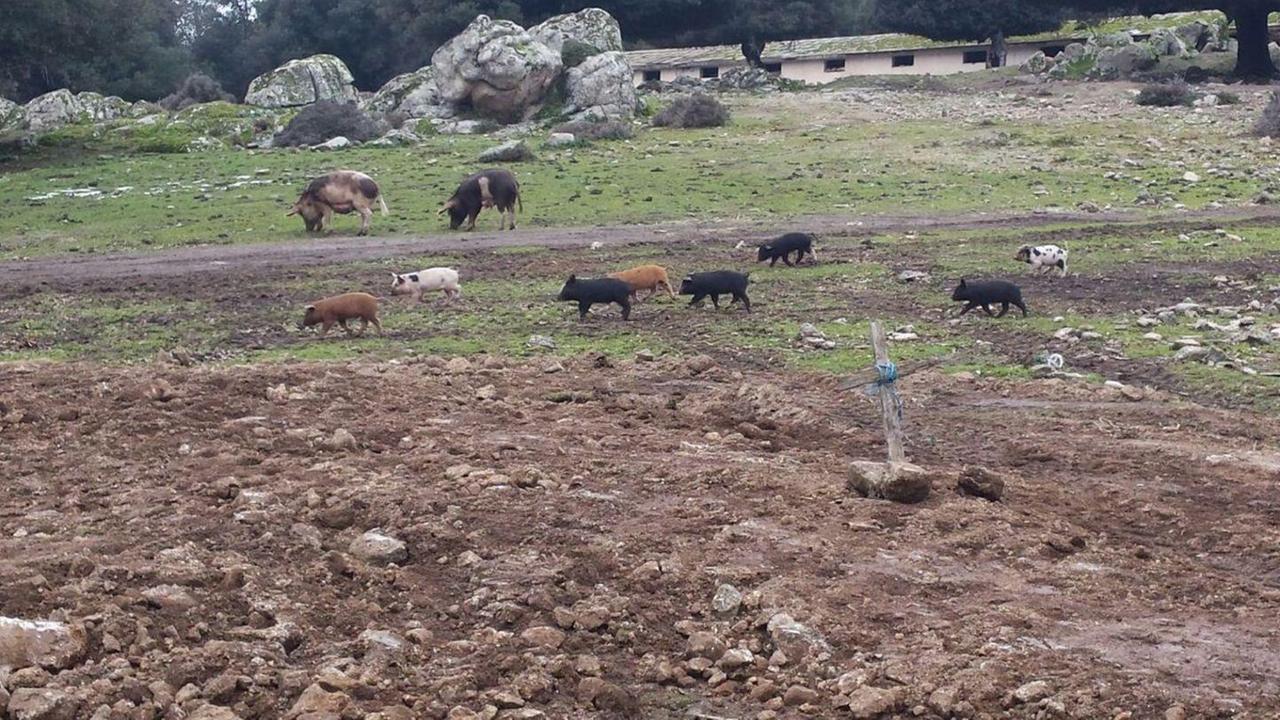 Allevamento di maiali sotto sequestro a Bottidda 