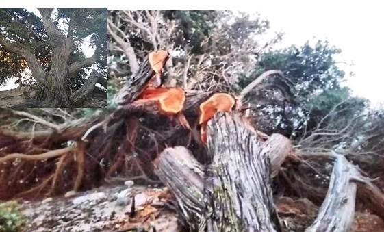 Il ginepro tagliato a pezzi