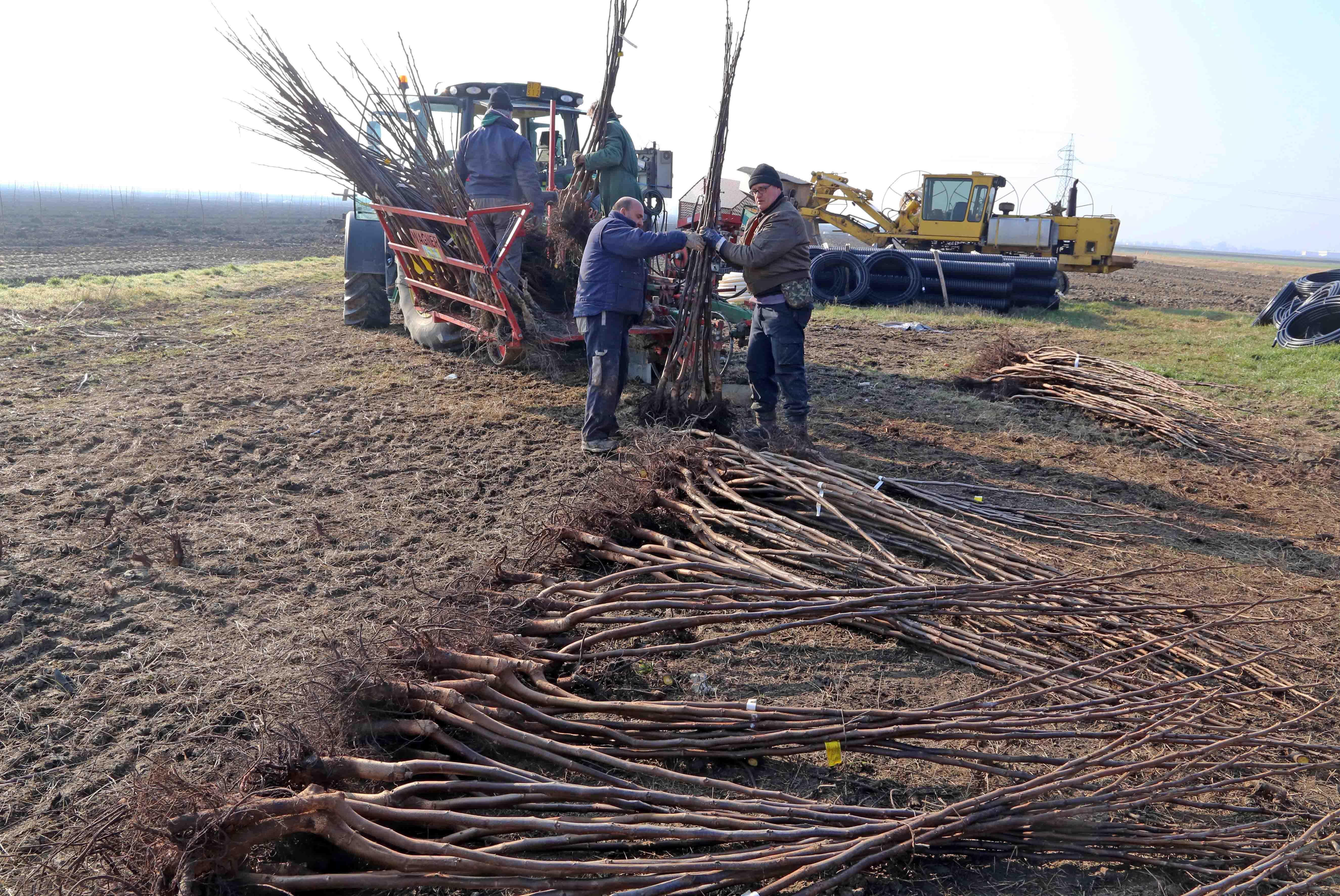 Nasce a Santa Bianca il più grande noceto italiano