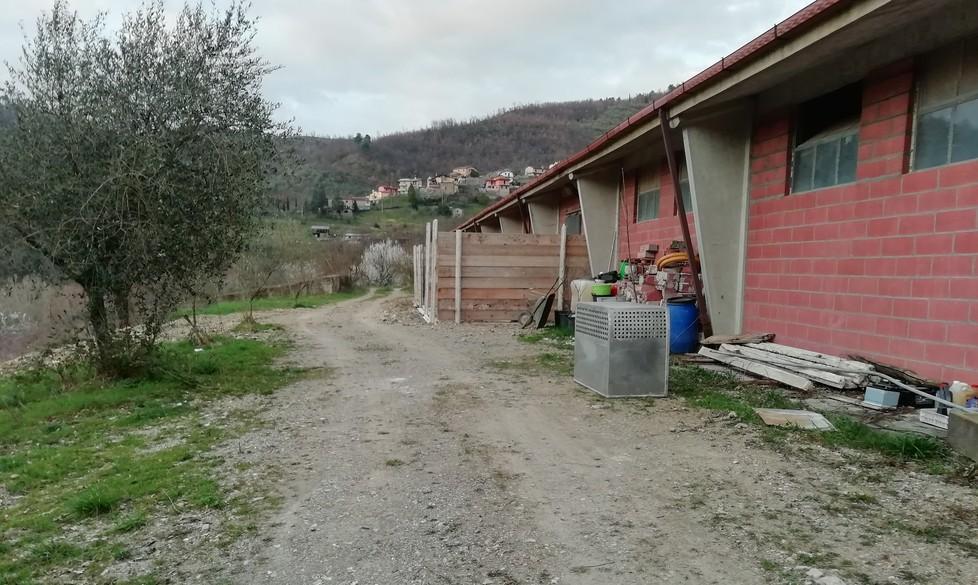«Inidonea detenzione» di quaranta cani Sit-in degli animalisti 