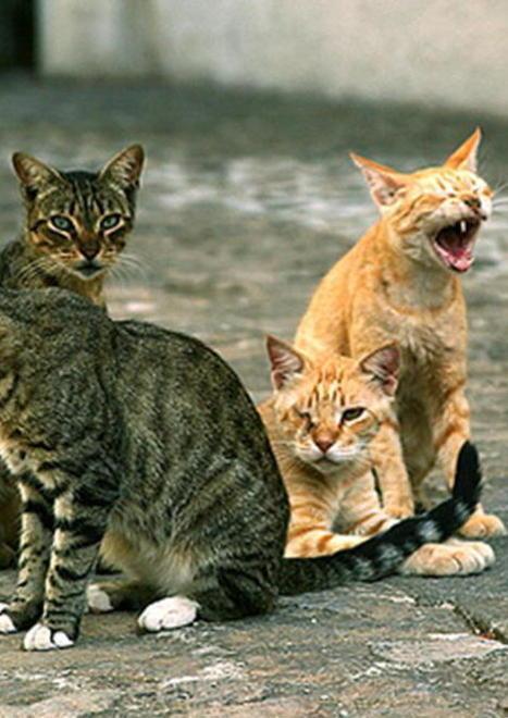 «Occorre sterilizzare le colonie feline»