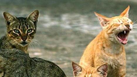 «Occorre sterilizzare le colonie feline»