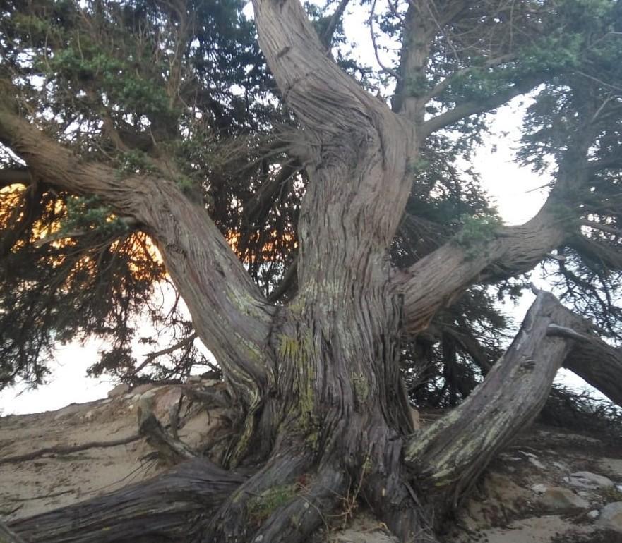 Vandali a Carloforte distrutto il ginepro simbolo dell’isola 