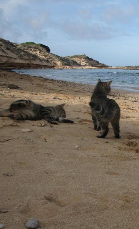 Oasi felina Su Pallosu sotto minaccia, due decreti penali di condanna 