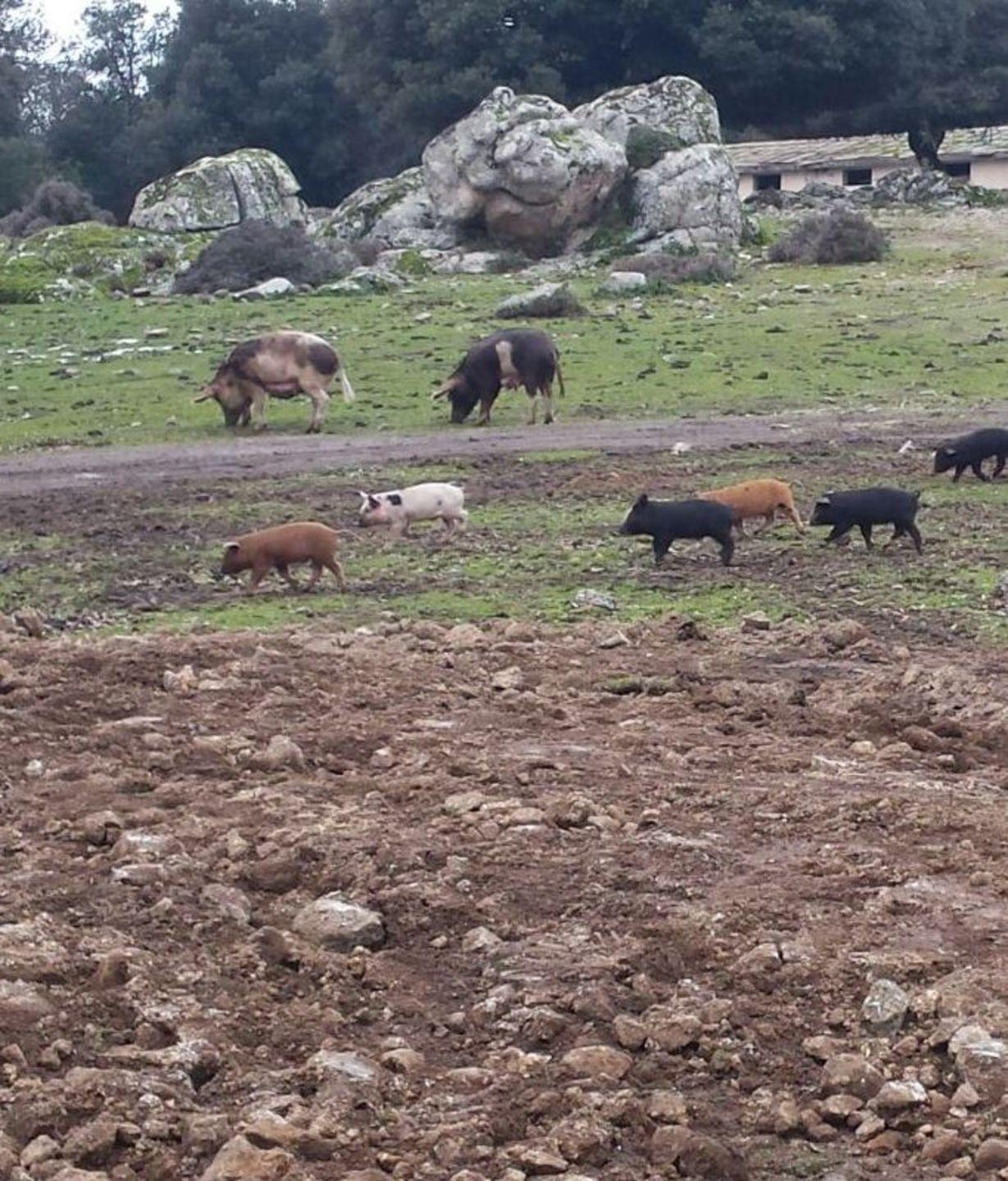 Peste suina, trovati e abbattuti branchi di maiali non registrati