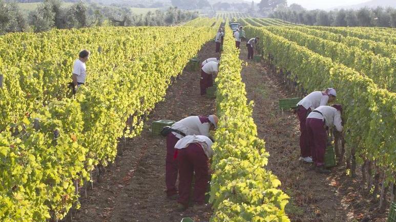 Super dazi sospesi, soddisfatti i vignaioli di Bolgheri