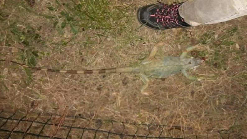 Due iguane abbandonate e morte, al Perticale ed agli Affitti a Venturina