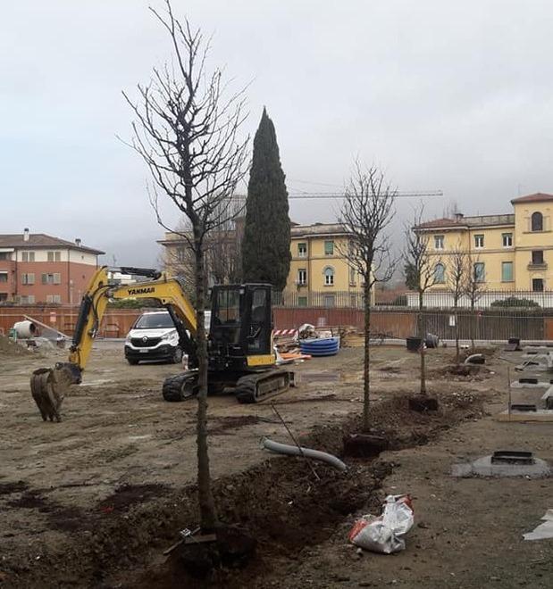  Niente più biancospini in via Mazzini arrivano i melograni 