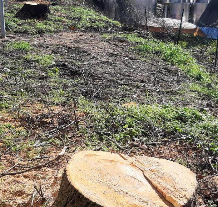 Altri lavori sulla via Pisana: qui si tolgono gli alberi 