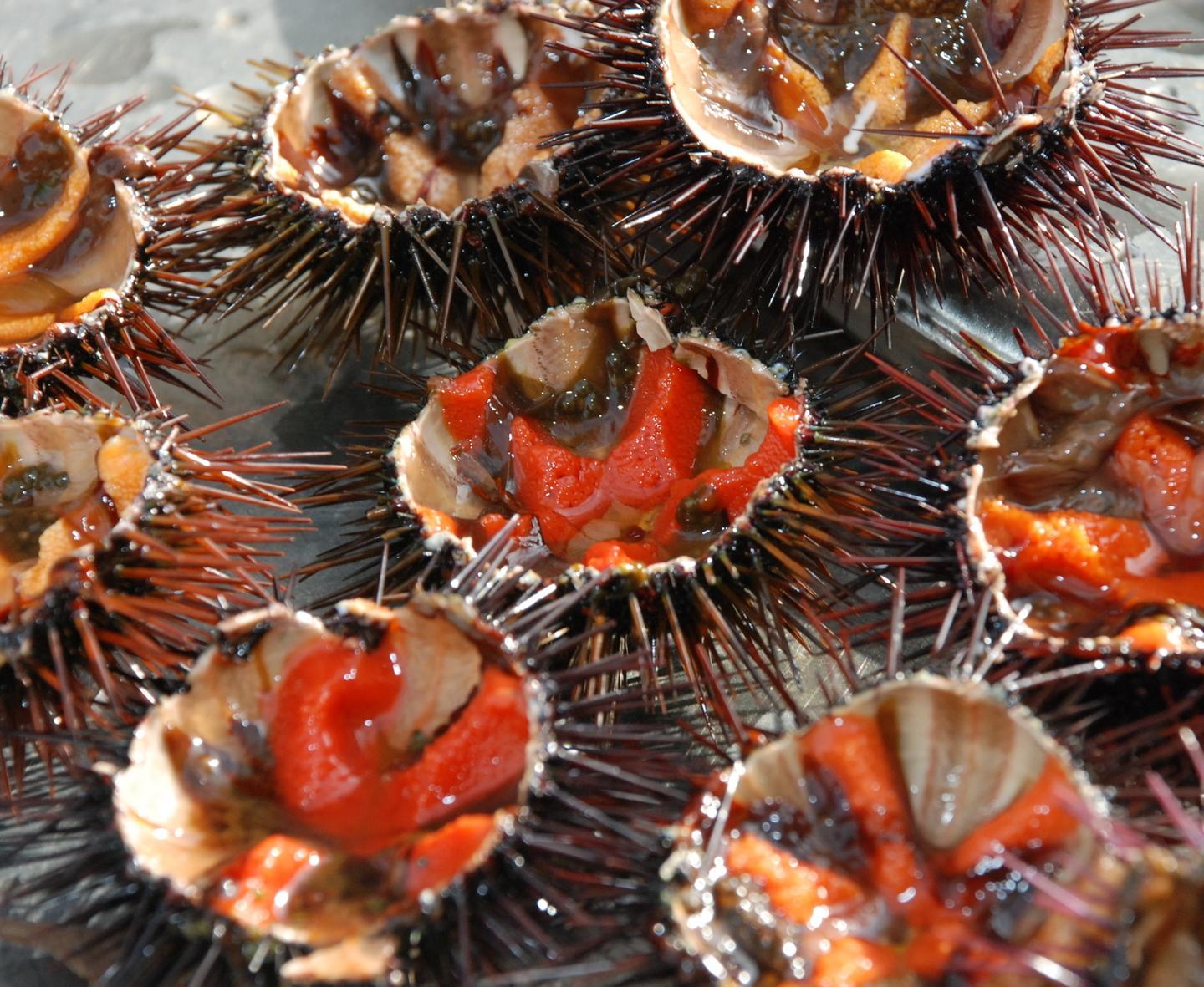 Pesca dei ricci: è allarme Missione al ministero 