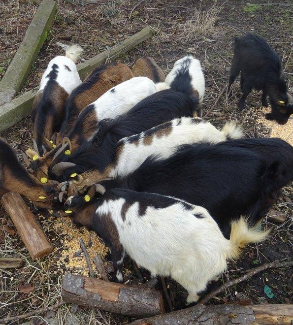 La mattanza delle capre nane. Quindici carcasse in un terreno 