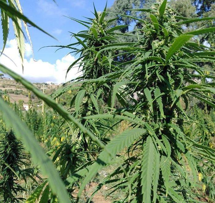 Lo stop alla cannabis light, ricorso al Tar dopo l’esposto 
