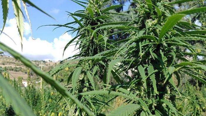 Lo stop alla cannabis light, ricorso al Tar dopo l’esposto
