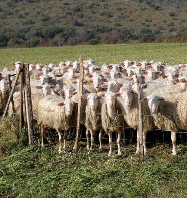 Ore 11,30: tre predatori assaltano un gregge 
