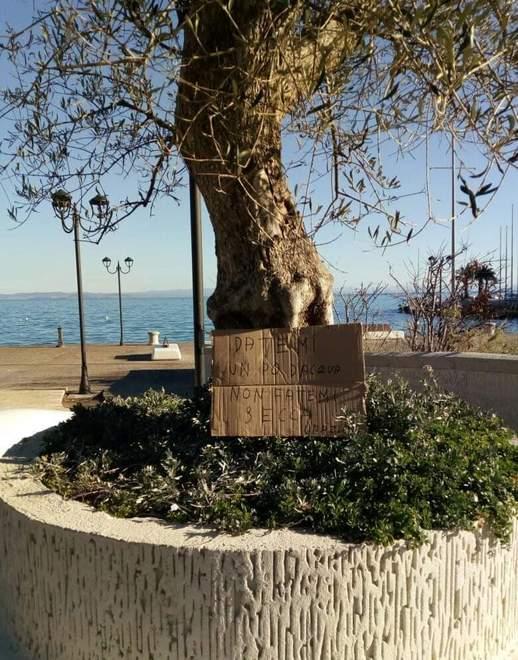 L’ulivone sembra secco e spunta un messaggio «Datemi un po’ d’acqua»