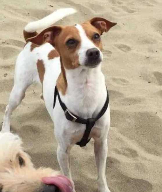 Pepe è scappato da casa Aiutateci a ritrovarlo 