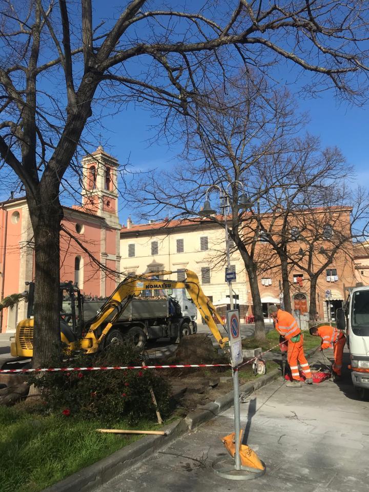I lavori per la messa a dimora della palma