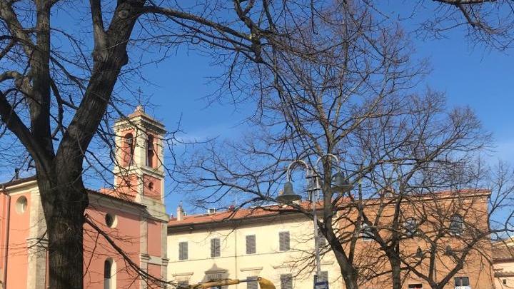 I lavori per la messa a dimora della palma