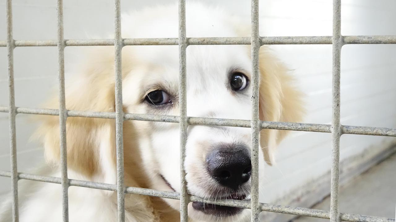 I cani si azzuffano ma la lite vera scoppia tra le padrone