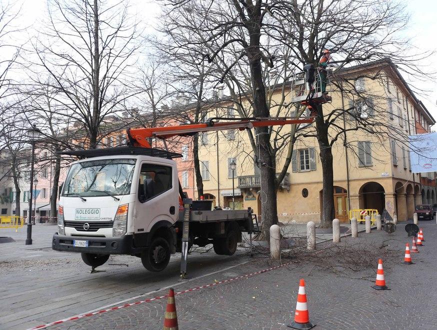 Nuovo look per gli alberi di piazza Fontanesi