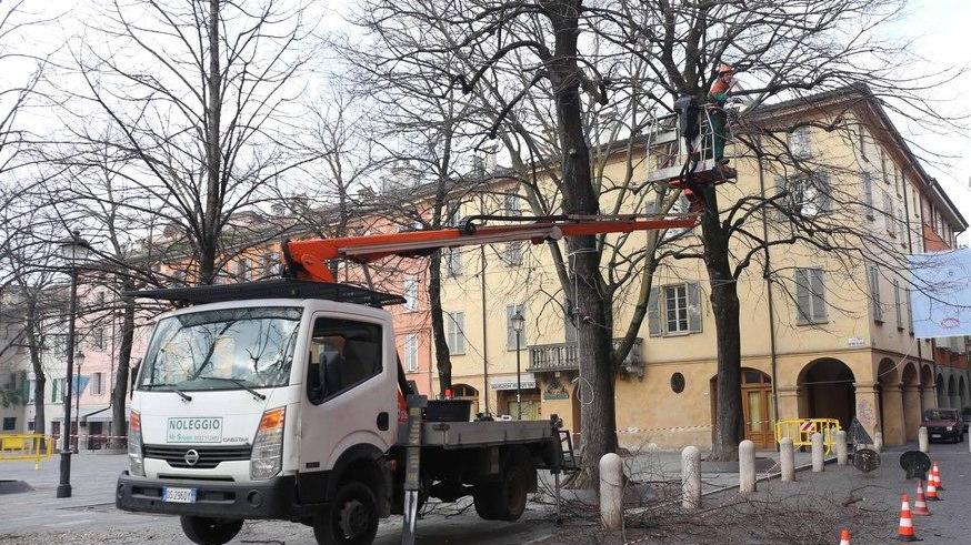 Nuovo look per gli alberi di piazza Fontanesi