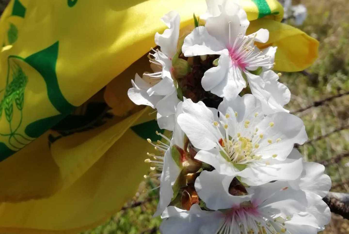Primavera anticipata, agricoltura nei guai in Sardegna