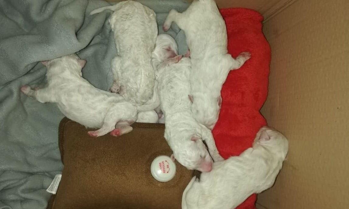 Cuccioli abbandonati in un sacco sulla 131 