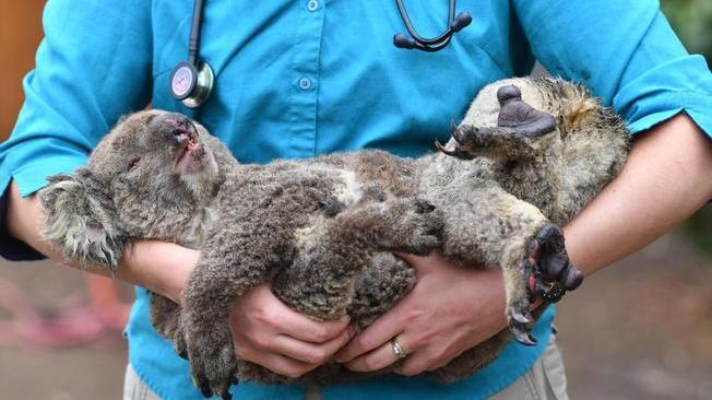 Allarme Wwf, koala a rischio estinzione