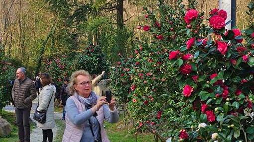 Tanta storia in un solo fiore: ecco la camelia del Samurai