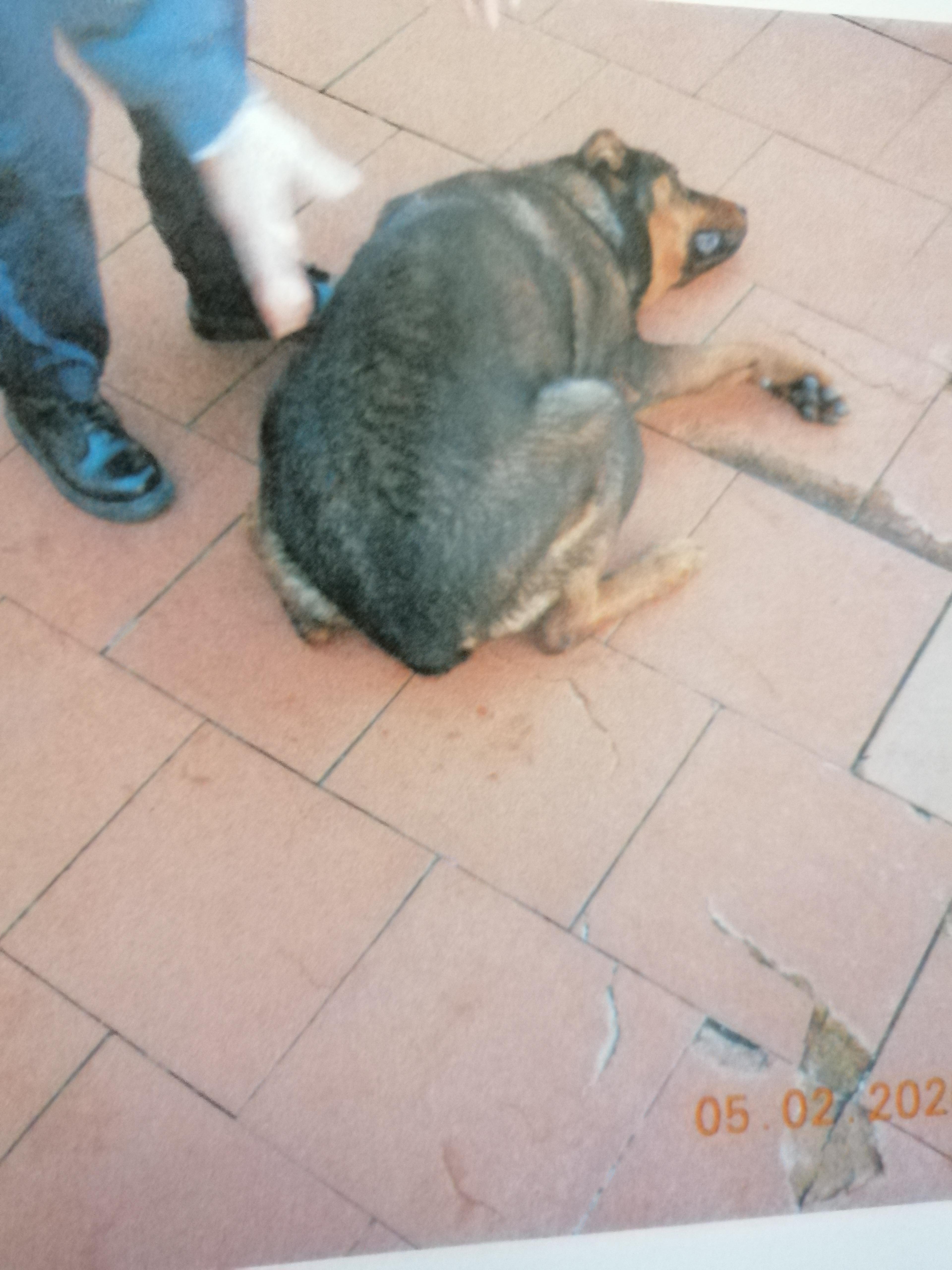 Il cane maltrattato è stato sequestrato dalle guardie cinofile dell'Enpa