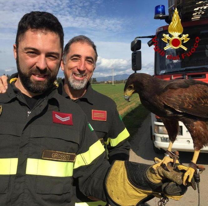 Intrappolato su un palo, falco salvato a Braccagni