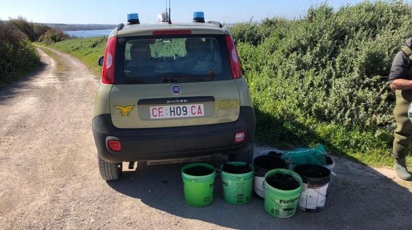 Pesca abusiva di ricci, denunce e sanzioni 