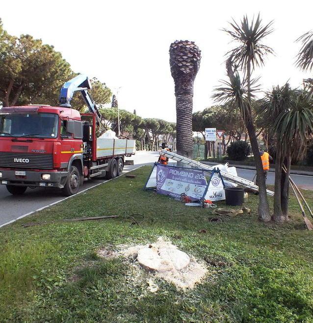 Abbattute le tre palme all’ingresso della città
