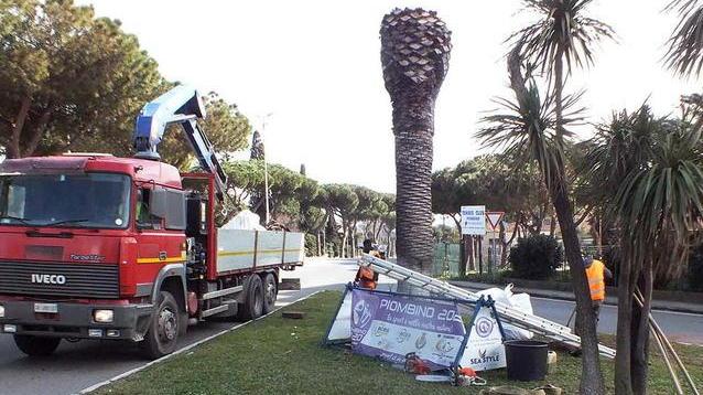 Abbattute le tre palme all’ingresso della città