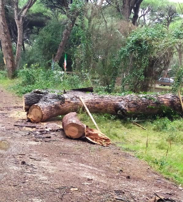 Malattie e roghi: sos pineta «A Marina abbiamo paura» 